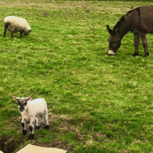 terres-batiments-activite-cidricole-6