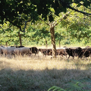 terres-batiments-activite-cidricole-8